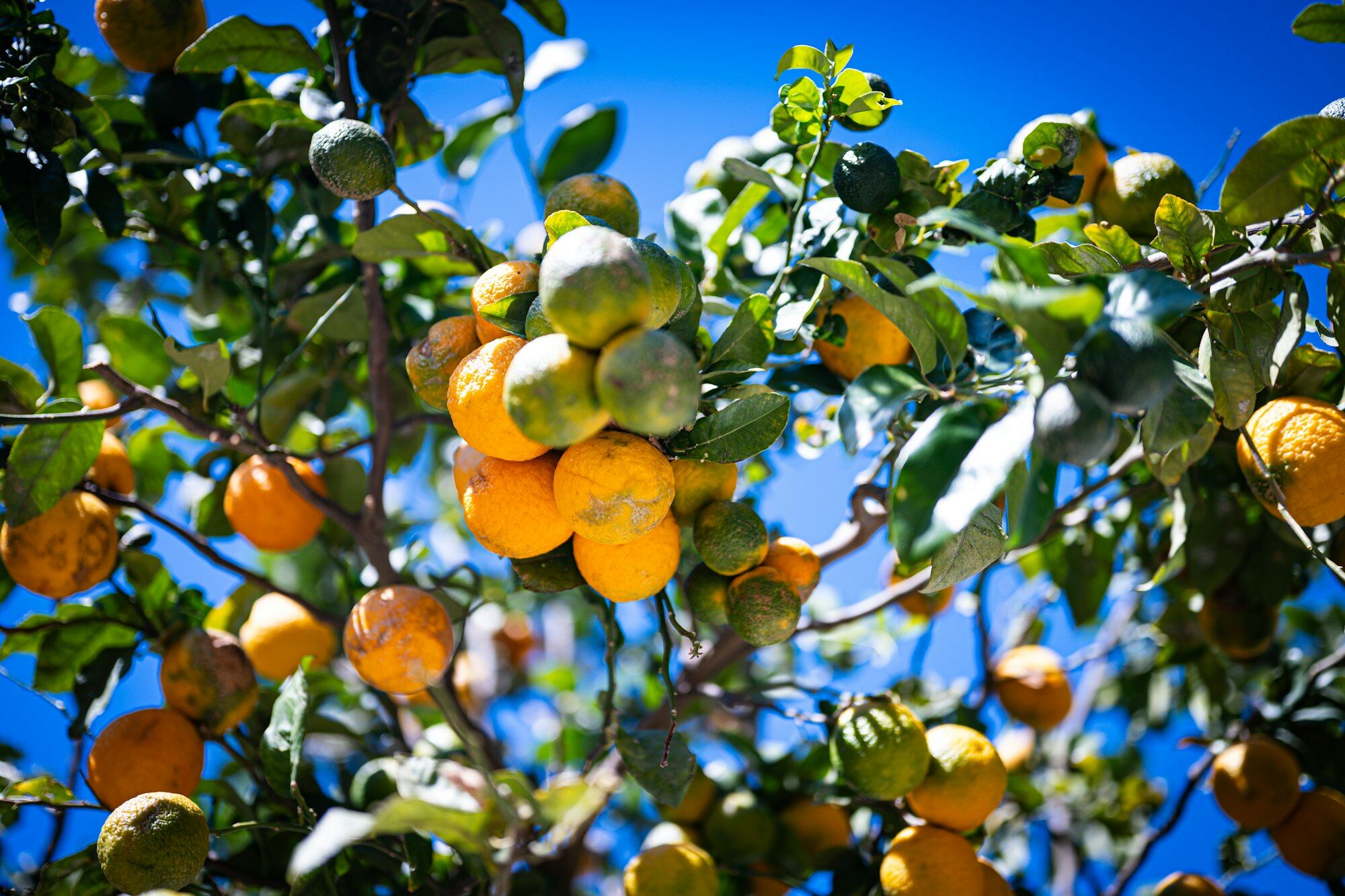 Citrons sur la branche